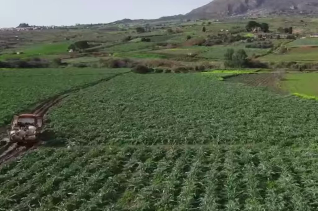 Prezzi troppo bassi. Protestano gli agricoltori madoniti : «costretti a distruggere i raccolti»